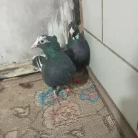 جفت پلنگ کلای  خوشکل|پرنده|کرمان, |دیوار