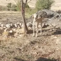 تازی  ماده 2ساله معاوضه  باسگ نره سرابی   پژدر