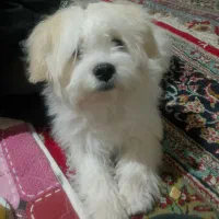 واگذاری سگ|سگ|دهگلان, |دیوار