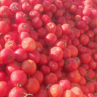 گوجه ربی