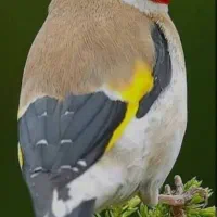 معاوضه سهره یا قناری با عکس دوم