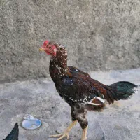 خروس لاری اصل|حیوانات مزرعه|سرپل ذهاب, |دیوار