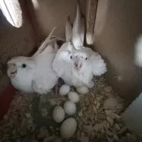 یک جفت عروس هلندی آلبینو