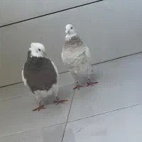 طوقی|پرنده|سرپل ذهاب, |دیوار