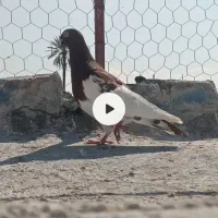 کبوتر یهوی سرخ