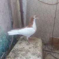 چپ زرد گمشده