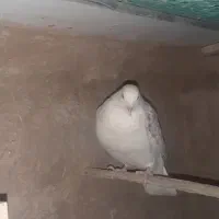 کفتر دوکت معاوضه|پرنده|قنوات, |دیوار