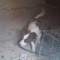 سگ نر|سگ|پیشوا, |دیوار