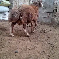 بره نر|حیوانات مزرعه|باسمنج, |دیوار