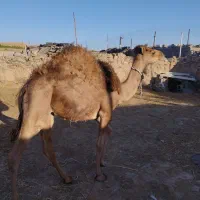 فروش بلبون چاق