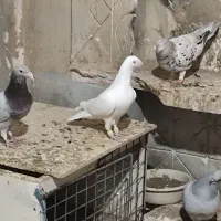 سفید نرپرشی