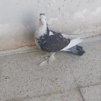 کفتر