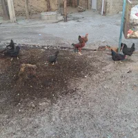 مرغ درشت وجوان