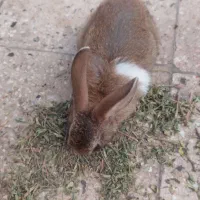 خرگوش