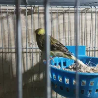 قناری ماده جفتی سهره آماده