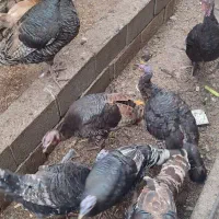 تعدادی بوقلموو مرغ خروس فروشی|حیوانات مزرعه|مزرعه کتول, |دیوار