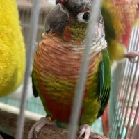 گیرینچیک|پرنده|نظرآباد, رسالت|دیوار