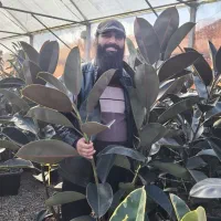 گیاه فیکوس رایگان