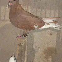 کبوتر|پرنده|شوشتر, |دیوار