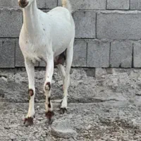 بز صلاله آبستن جوان|حیوانات مزرعه|بندرعباس, |دیوار