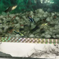 ماهی اکواریوم|ماهی|سراب, |دیوار