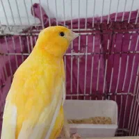 قناری ماده رسمی آماده|حراج|وحیدیه, |دیوار