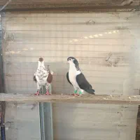 کبوتر چادری|پرنده|ری, علایین|دیوار