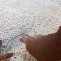 کبوتر راعبی