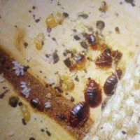 سمپاشی سوسک ساس سم پاشی تضمینی فقط دریک جلسه