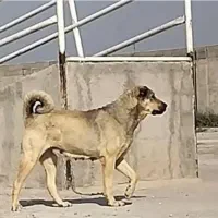 ماده پژدر خالص