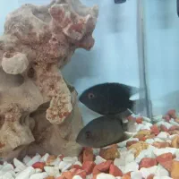 ماهی گوشتخوار