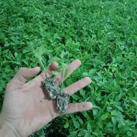 نشا گوجه بامیه بادمجان