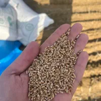 بذر گندم بوجاری باسیلو -یونی استار-فلکسا