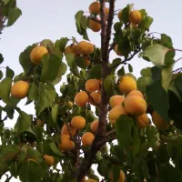 فوری باغ ۱۴۰۰متر دهنه ۱۹  تبت ۵دقیقه تابوکان