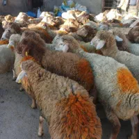 گوسفند چاق پروار کم شکم زنده گوشتدار حاج افشار|حیوانات مزرعه|تهران, ستارخان|دیوار