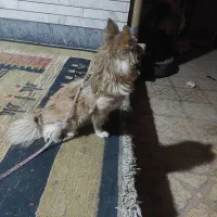 سگ پامر|سگ|مرودشت, ابوذر شمالی‎|دیوار