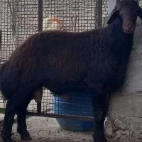 گوسفند ۱راس بره کردستانی قوچی|حیوانات مزرعه|گرگان, |دیوار