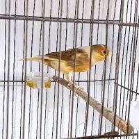 تعدادی قناری ماده جوان|پرنده|ابهر, |دیوار