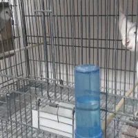 عروس هلندی مولد