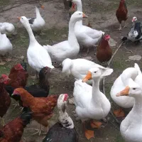 غاز|حیوانات مزرعه|گرگان, |دیوار