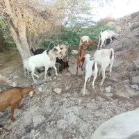 بز آبستن و کهره زات ۲قلو