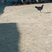 مرغ و خروس|حیوانات مزرعه|توکهور, |دیوار