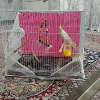 عروس هلندی باقفس|پرنده|شیروان (خراسان), |دیوار