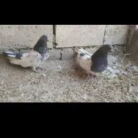 کبوتر کله ای|پرنده|لیلان, |دیوار