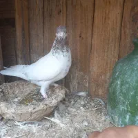 کفتر کبوتر|پرنده|قم, ولیعصر|دیوار