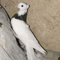 ماده طوقی پاک