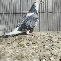 کفتر پلاکی مسافتی|پرنده|مشهد, مهدی آباد|دیوار