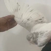 هفت رنگ|پرنده|سبزوار, ایزی شهر|دیوار