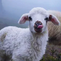 دامداری دام زنده