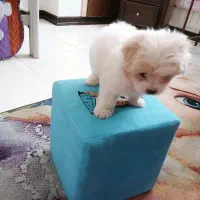 سگ شیتزو|سگ|اصفهان, بهارستان|دیوار